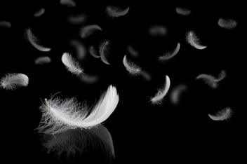 white feathers against black background